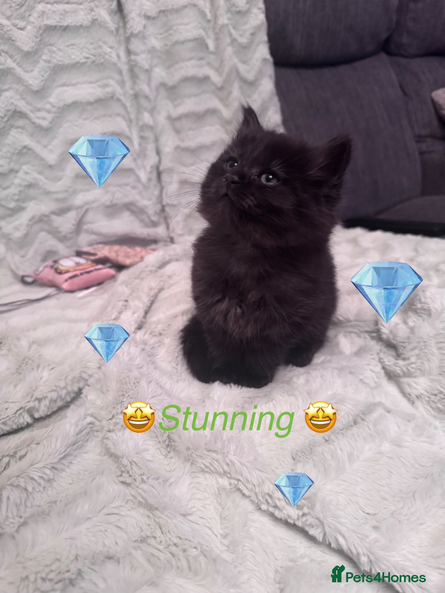Mixed Breed cats 💎Persian X Maincoon X Nebelung💎 - Advert 1