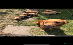 Golden Retriever dogs for sale: Beautiful Health Tested Puppies  - Image 13