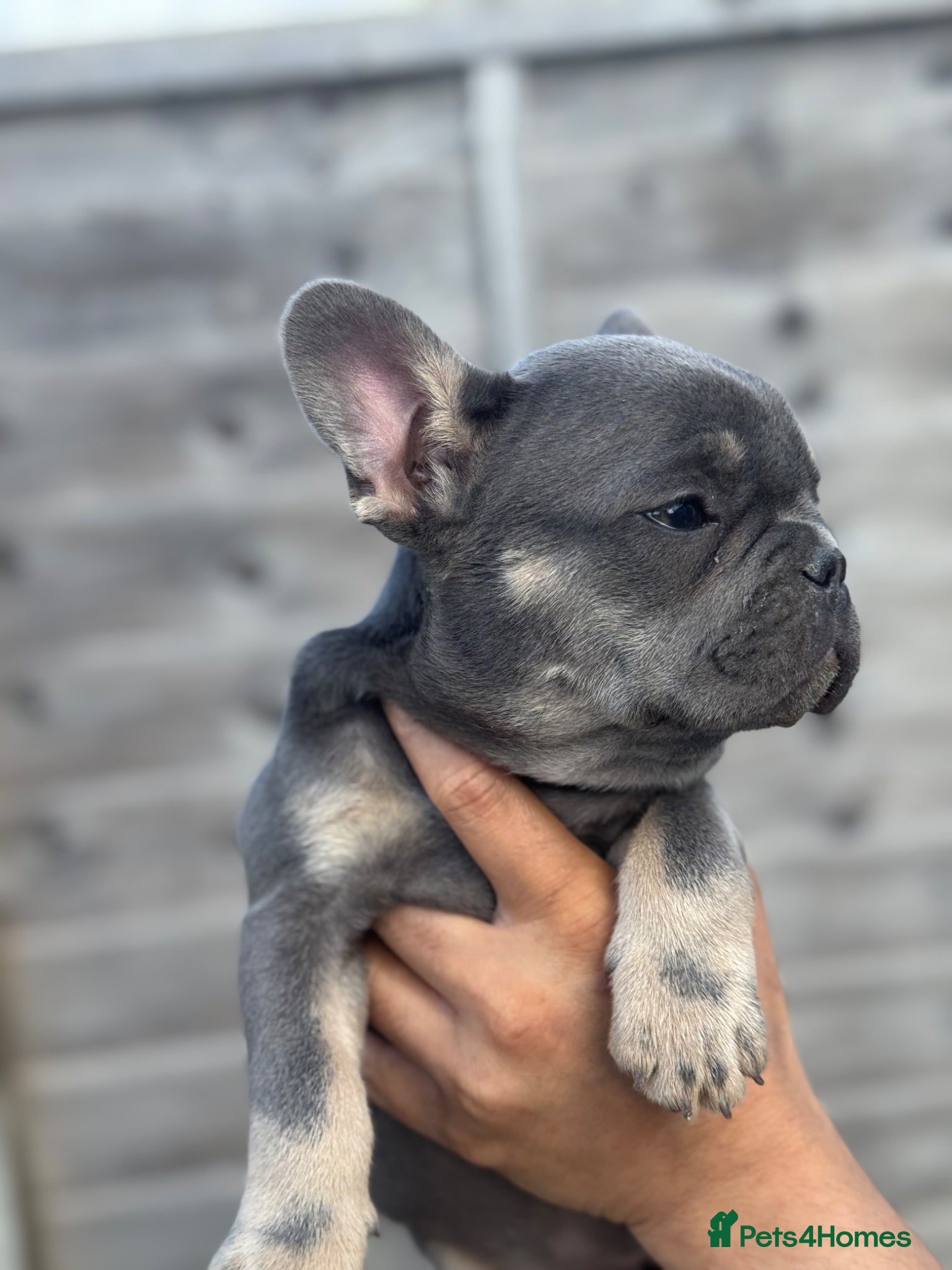 French Bulldog dogs Top Quality French Bulldog Puppies - Advert 13