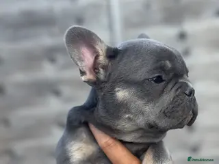 French Bulldog dogs Top Quality French Bulldog Puppies - Advert 3