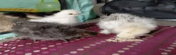 Chickens poultry for sale: Pure Silkie Chicks - Advert 8