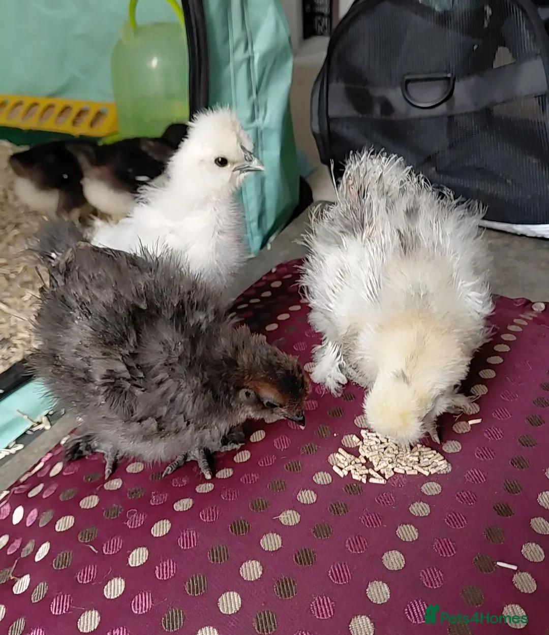 Chickens poultry for sale: Pure Silkie Chicks - Advert 8
