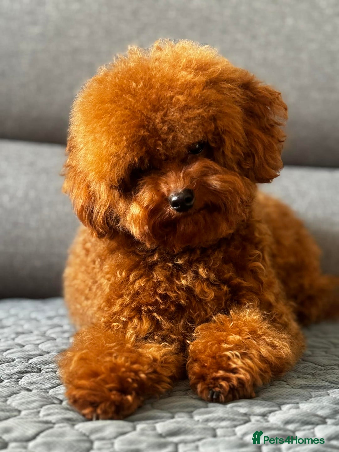 Toy Poodle dogs for sale: Asian Toy Poodle - Advert 9