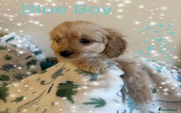 Cavapoo dogs for sale: ✨Ready Now🐾Exceptional Cavapoo Puppies🐾 - Image 7