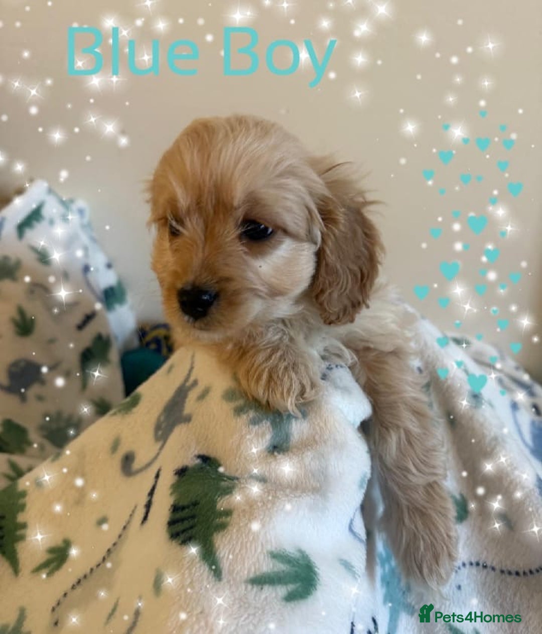 Cavapoo dogs for sale: ✨Ready Now🐾Exceptional Cavapoo Puppies🐾 - Image 7