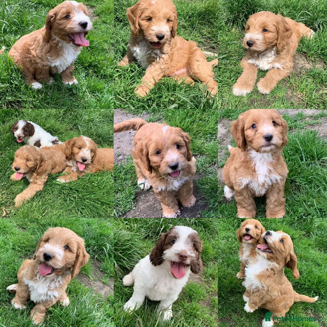 Miniature Poodle dogs for stud: EDDIE Red miniature poodle stud  in Blaydon-on-Tyne - Advert 7