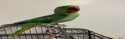 Parakeets birds for sale: Hand tame sunconure Quaker and Alexandrian parrot  - Advert 6