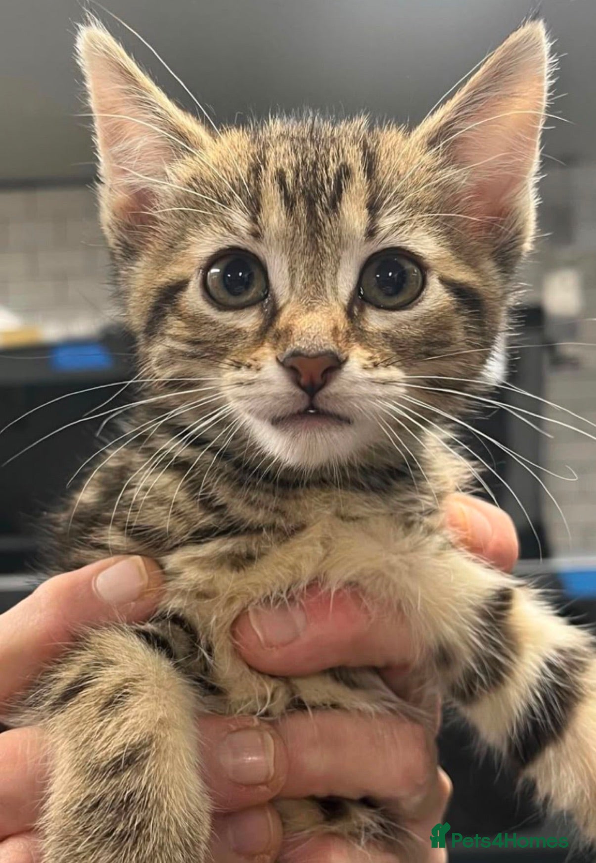 Mixed Breed cats Tabby kitten  - Advert 16