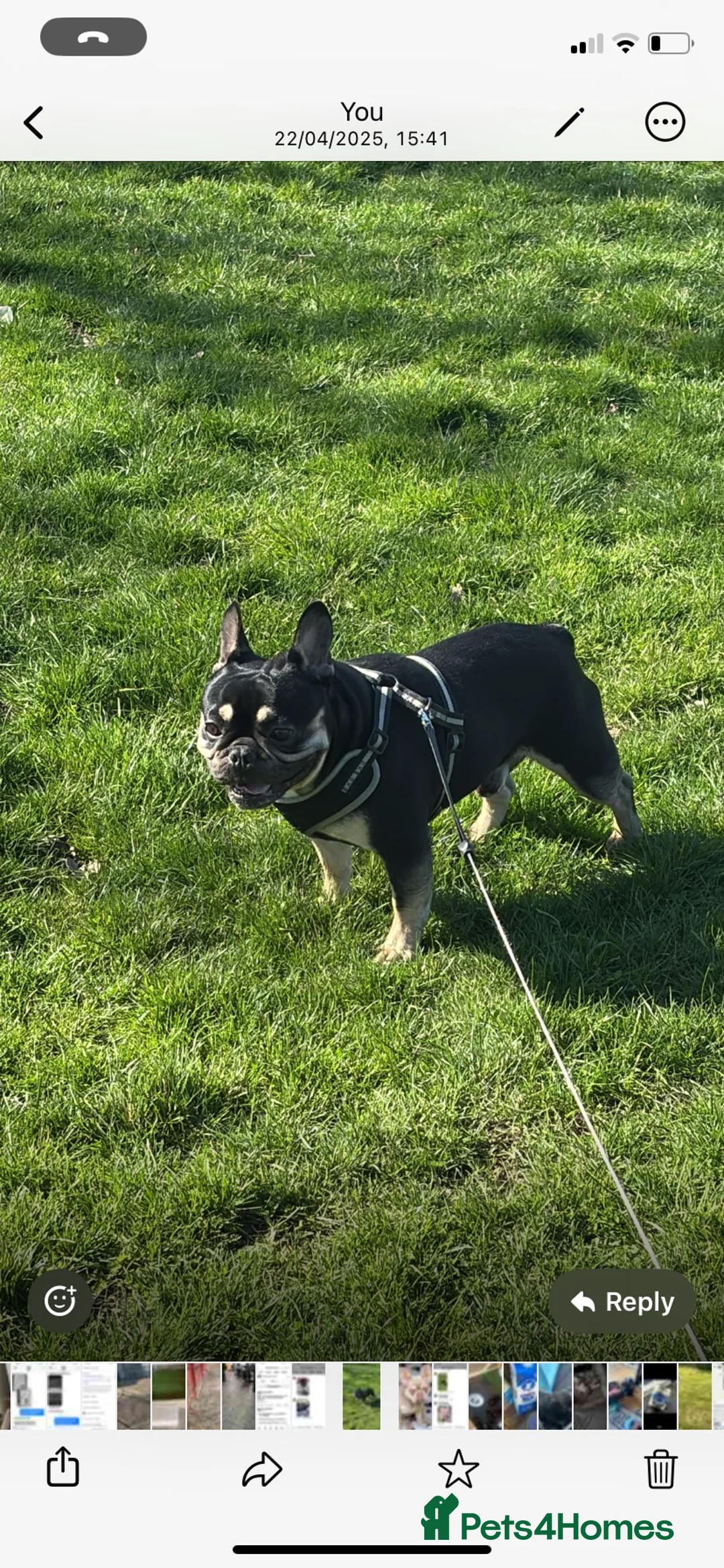 French Bulldog dogs for sale: 6 girls 1 boy  in Maidstone - Advert 2