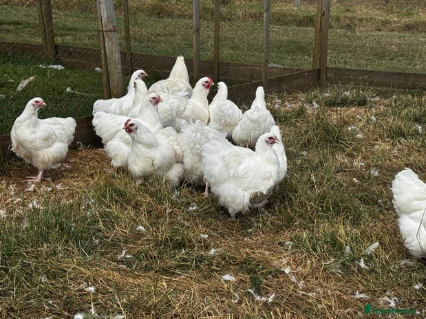Chickens poultry - Advert 11