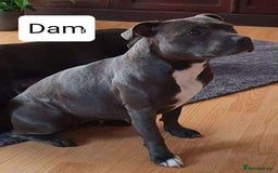 Staffordshire Bull Terrier dogs for sale: KC Registered Champions Bloodline Show Quality  - Image 26
