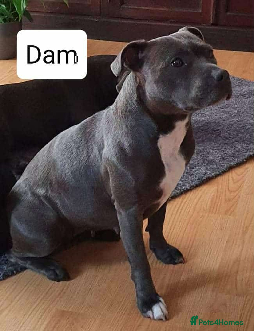 Staffordshire Bull Terrier dogs for sale: KC Registered Champions Bloodline Show Quality  - Image 26
