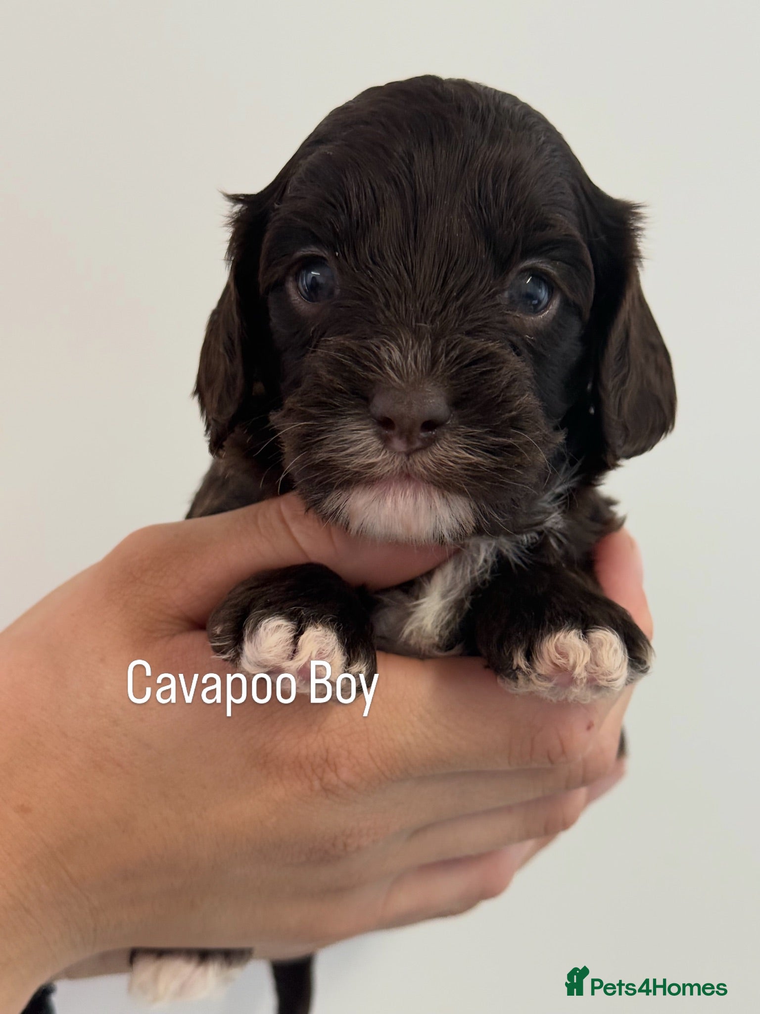 Cavapoo dogs Chocolate F1 Cavapo’s  - Advert 1