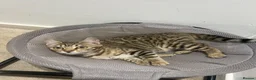 Bengal cats for sale: REDUCED Two Bengals READY for their forever homes  - Advert 27