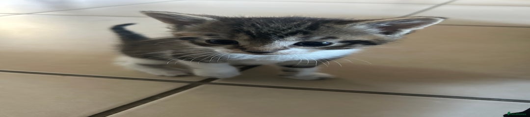 British Longhair Kitten 1