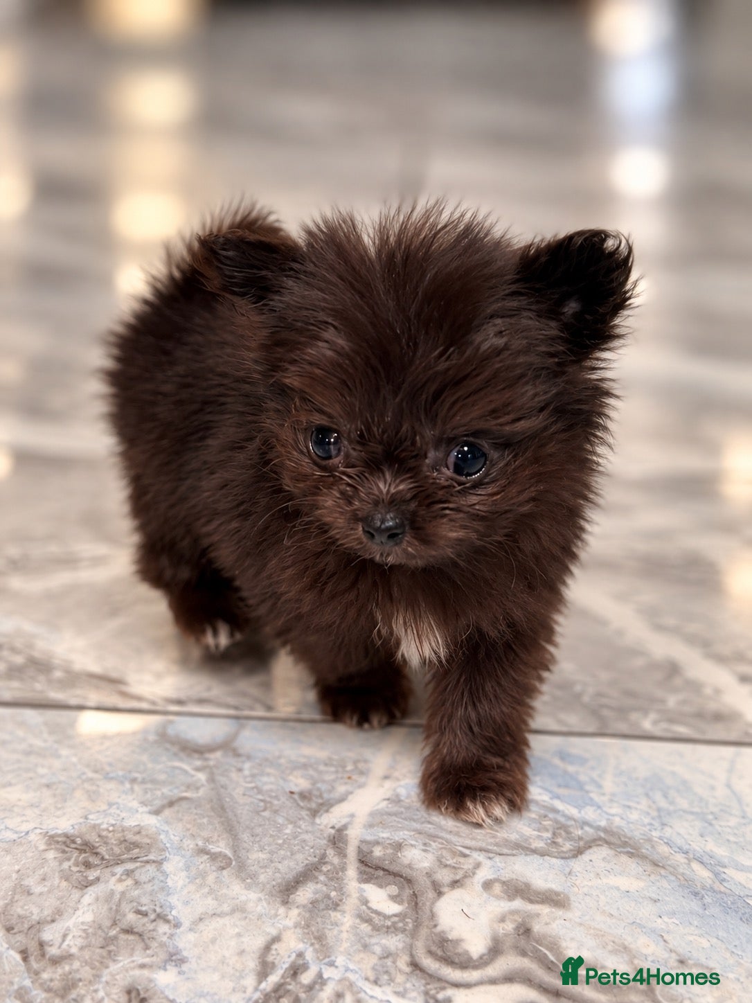 Mixed Breed dogs EXQUISITE micro Malchi pups DWKC reg 5* licensed - Advert 2