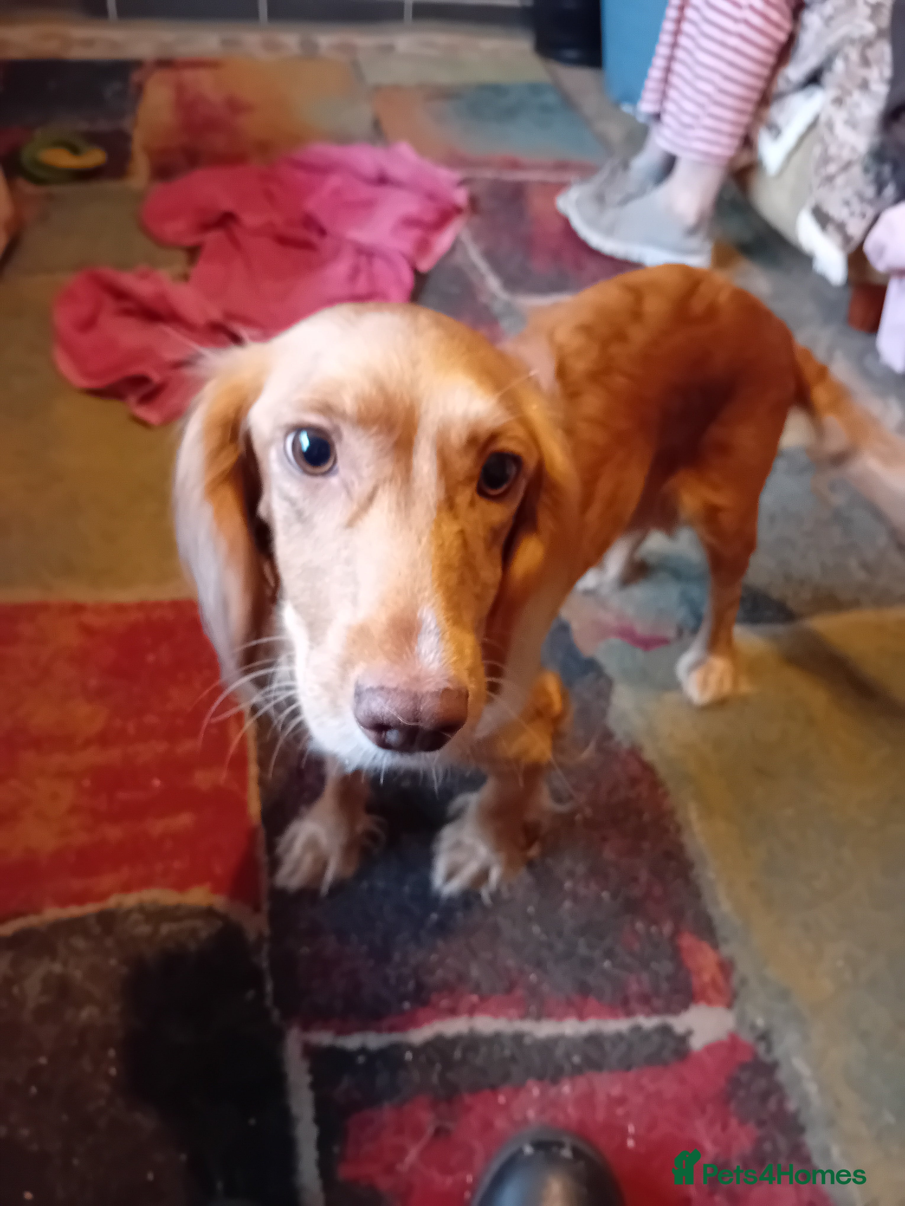 Cockapoo dogs Cocker × Cockapoo  - Advert 8