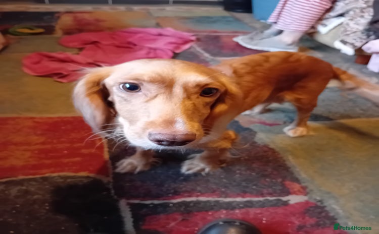 Cockapoo dogs Cocker × Cockapoo  - Advert 1