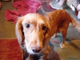 Cockapoo dogs for sale: Cocker × Cockapoo - Advert 1