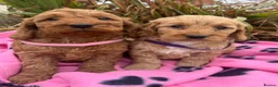 Cockapoo dogs for sale: Cockapoo puppies  - Advert 8