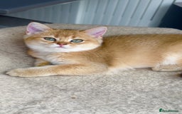 British Shorthair cats for sale: British shorthair Golden kittens,Champions line  - Image 2