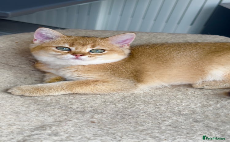 British Shorthair cats - Advert 8