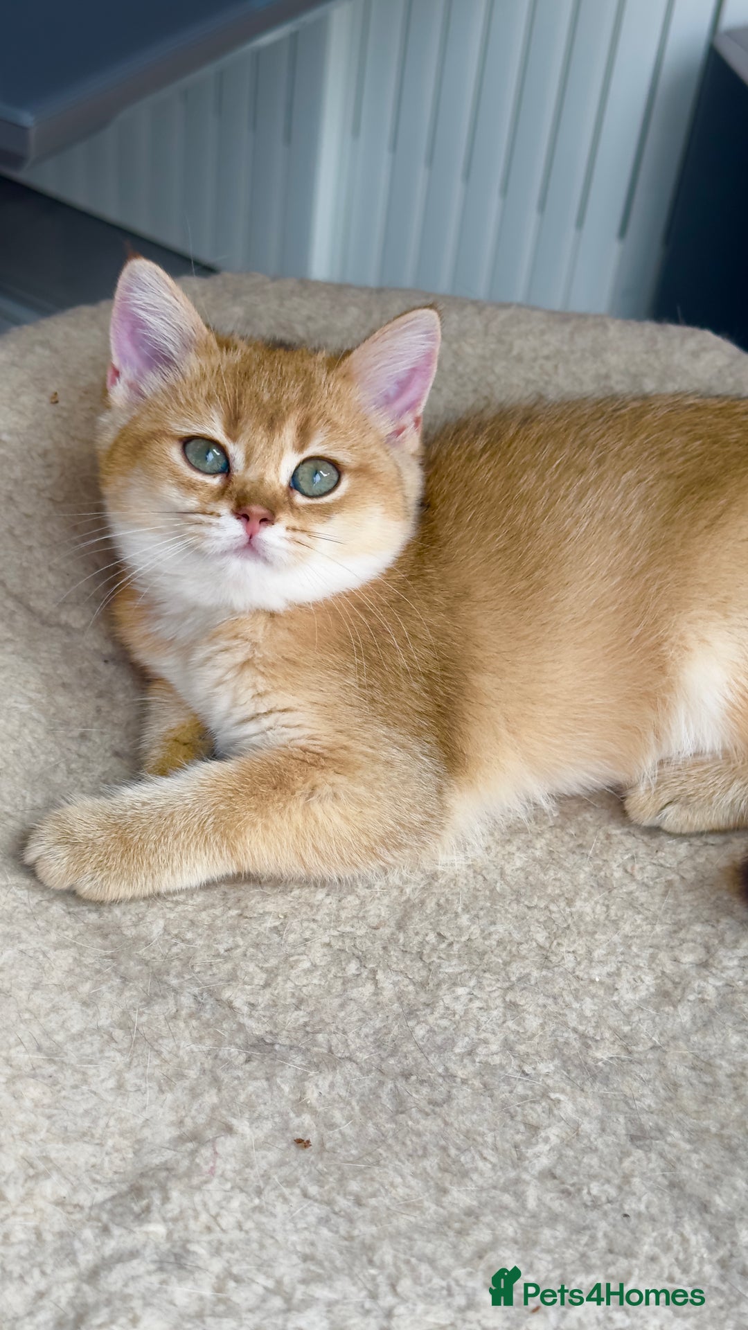 British Shorthair cats for sale: British shorthair Golden kittens,Champions line  - Image 2