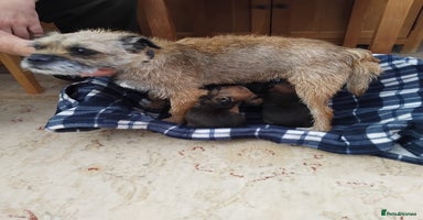 Border Terrier dogs - Advert 3