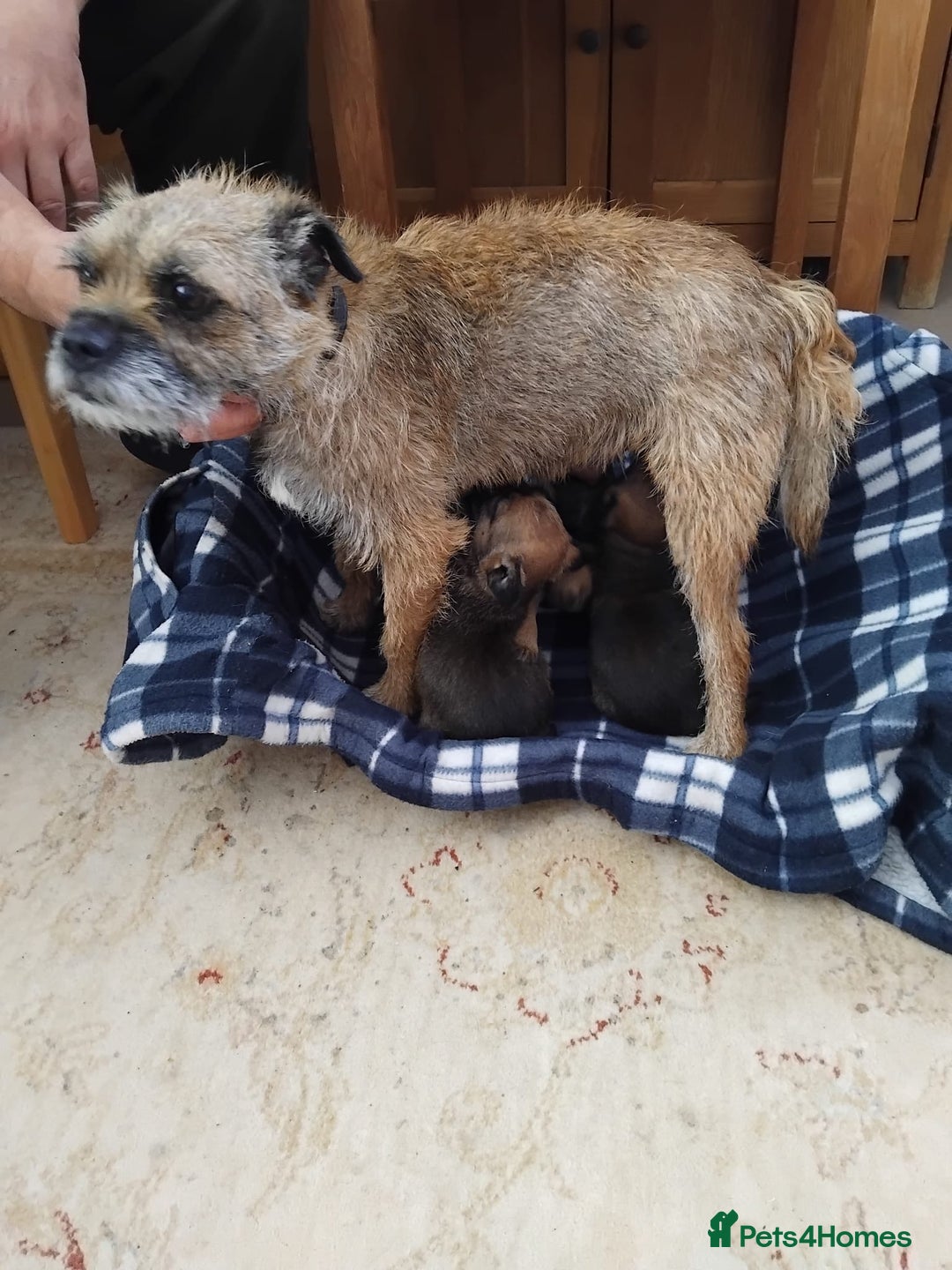 Border Terrier dogs for sale: Border terrier puppies  - Image 2