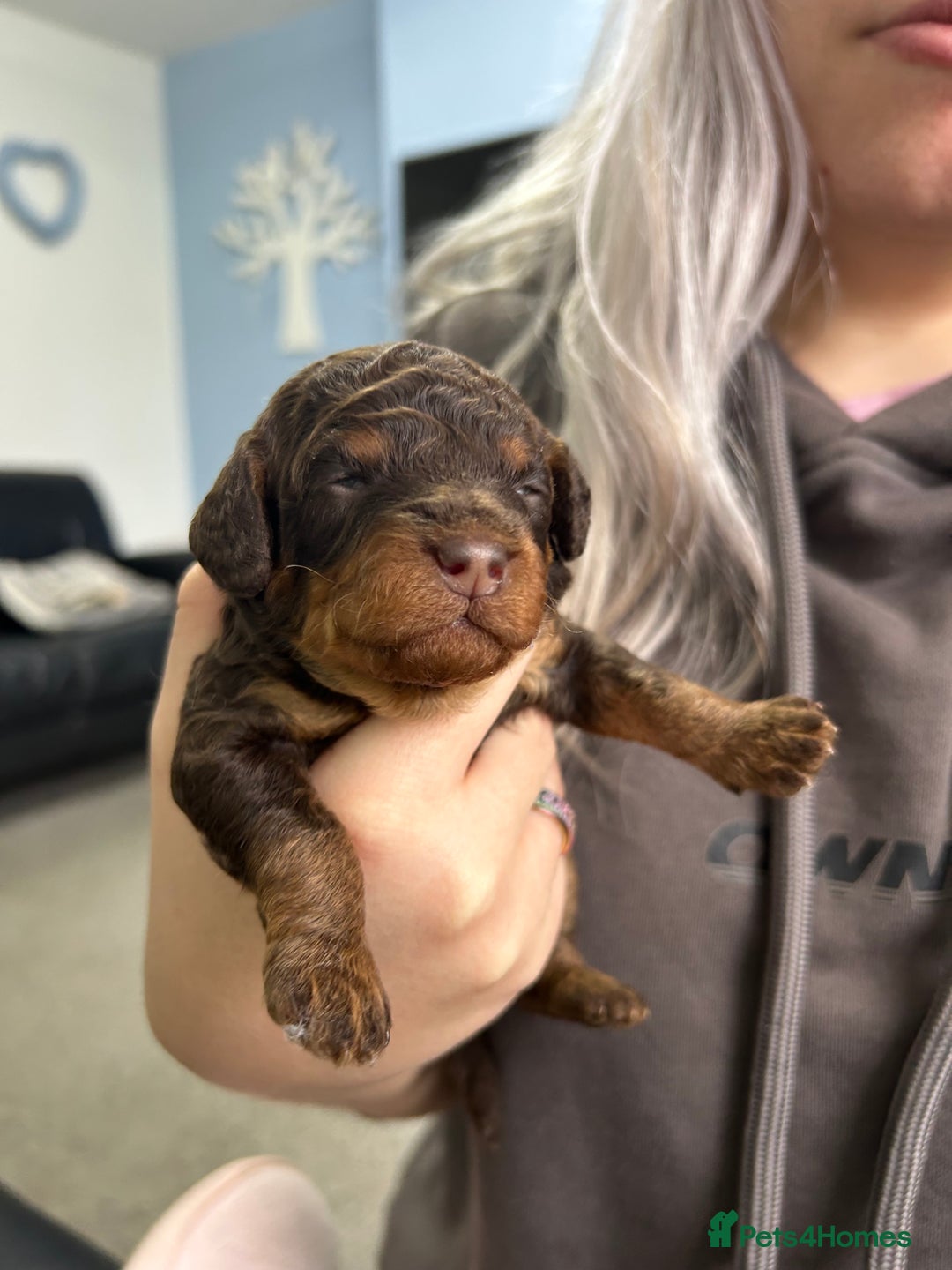 Toy Poodle dogs for sale: Toy poodle girls and boy - Image 4