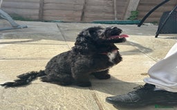 Cockapoo dogs for sale: Amazing handsome Cockerpoo pup - Image 2
