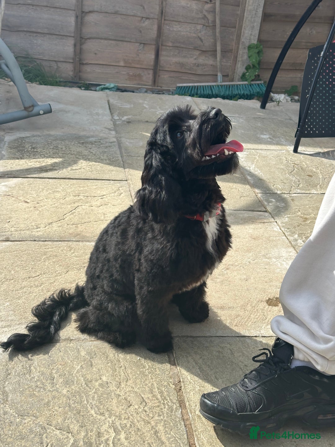 Cockapoo dogs for sale: Amazing handsome Cockerpoo pup - Image 2