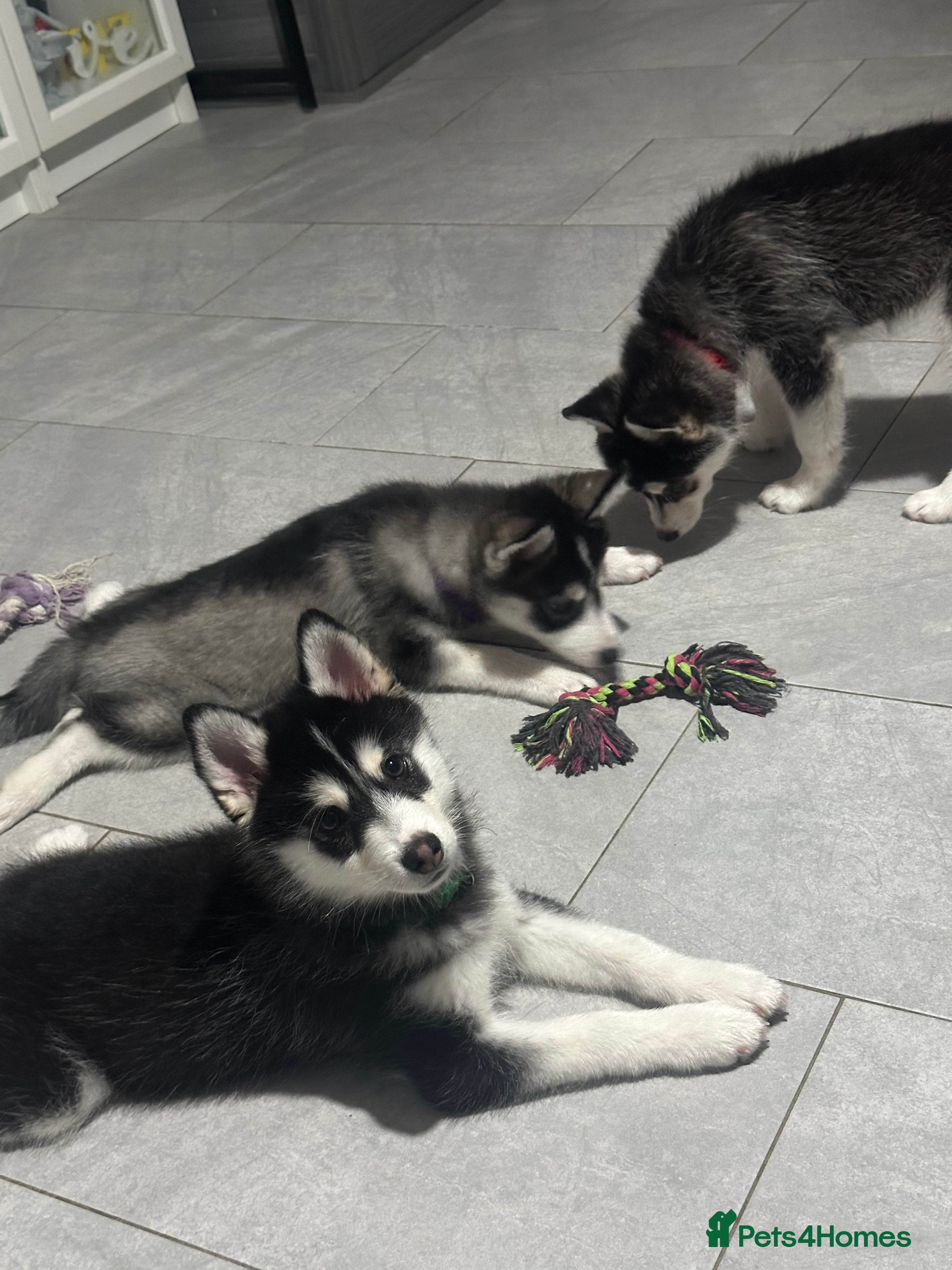 Pomsky dogs Last 3 Pomsky F4 ready  - Advert 1