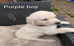 Mixed Breed dogs for sale: Golden Shepherd Puppies  - Image 19