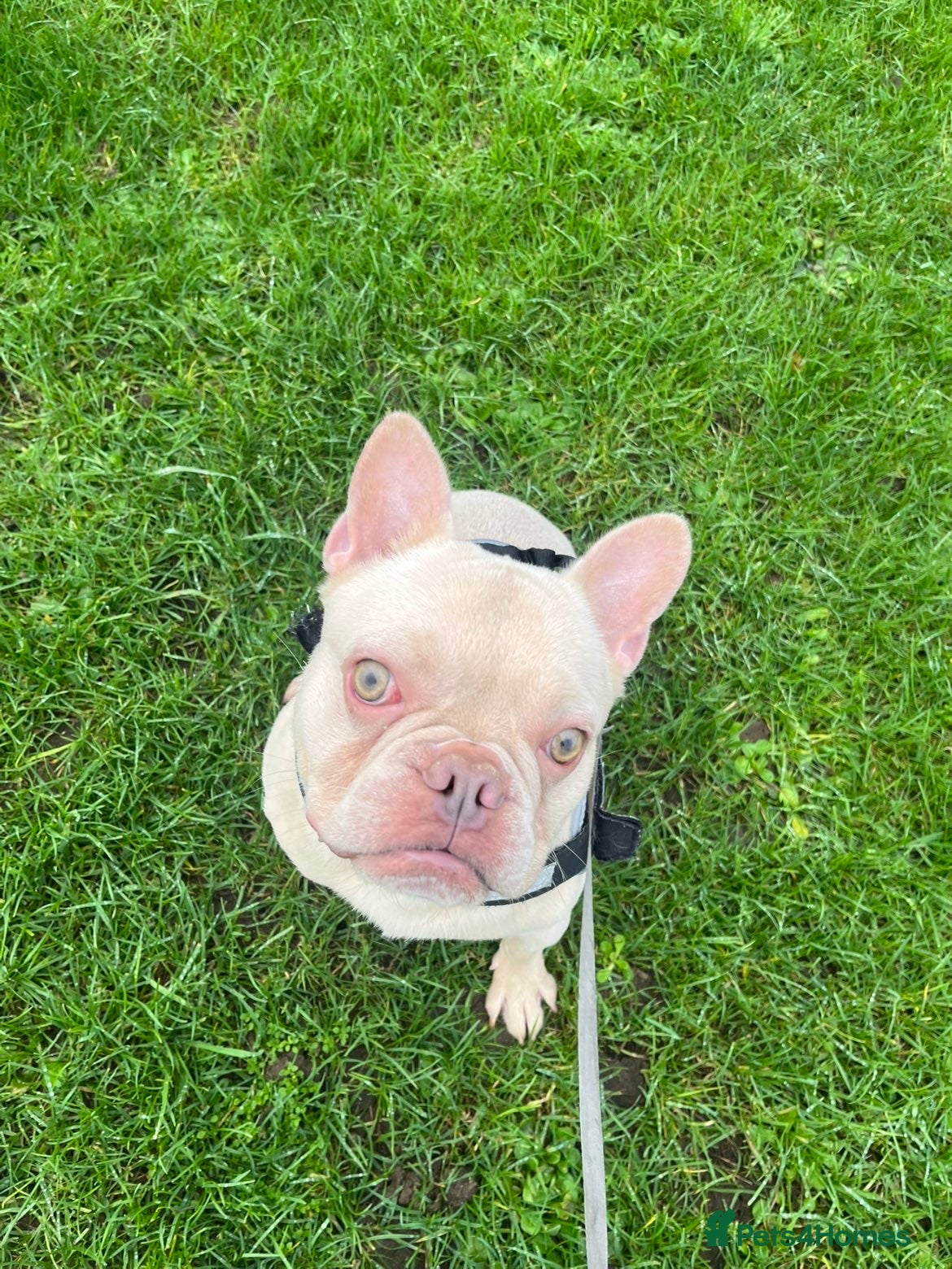 French Bulldog dogs Male French bulldog - Advert 5