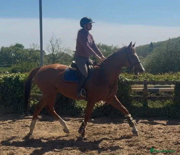 English Thoroughbred horses Beautiful Maisie - Looking for a best friend  - Advert 4