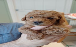 Toy Poodle dogs for sale: Charming Toy Poodle Puppies - Image 24