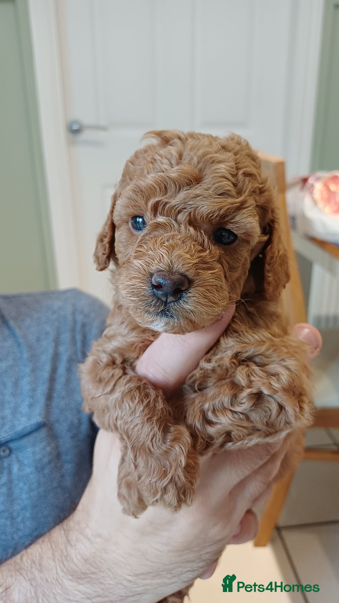 Toy Poodle dogs for sale: Charming Toy Poodle Puppies - Image 24