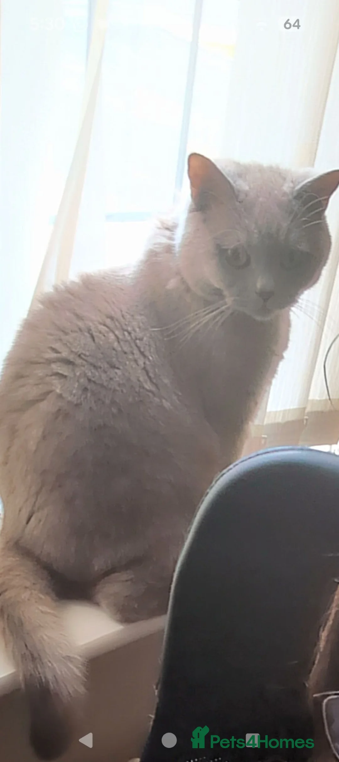 British Shorthair cats for sale: Beautiful British Shorthair Cat – 16 Months Old - Advert 2