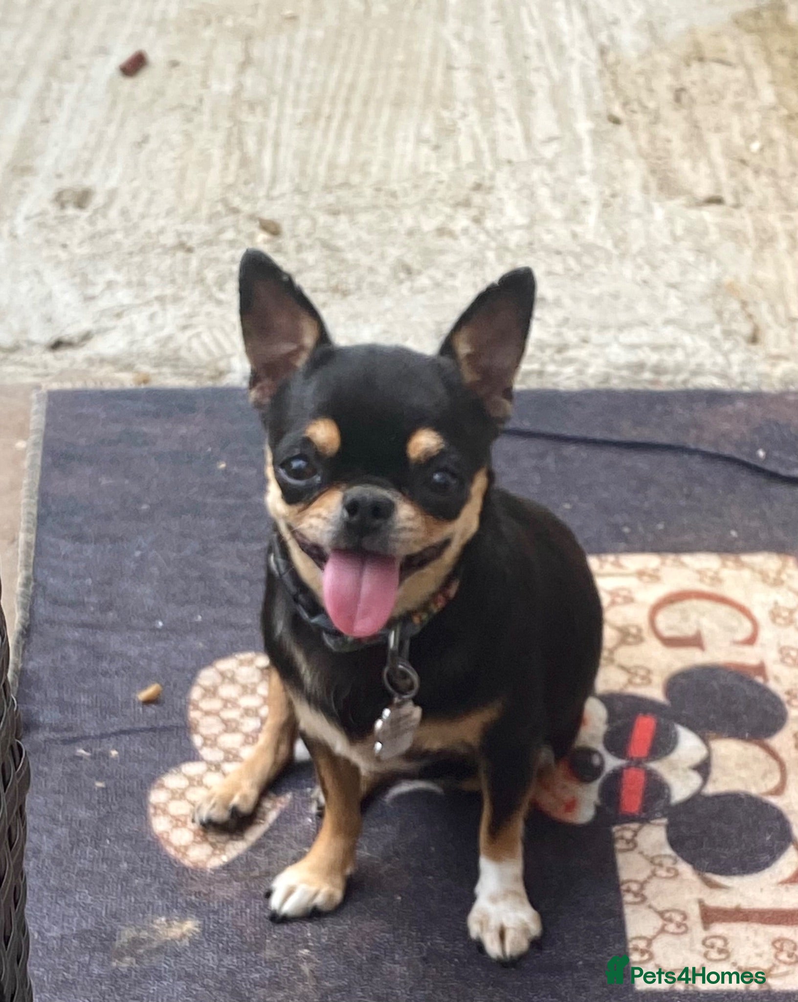 Chihuahua dogs Beautiful chihuahua  - Advert 11