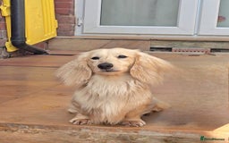 Miniature Dachshund dogs for stud: Cream Long-haired miniature Dachshund kc reg in Blackburn - Image 1