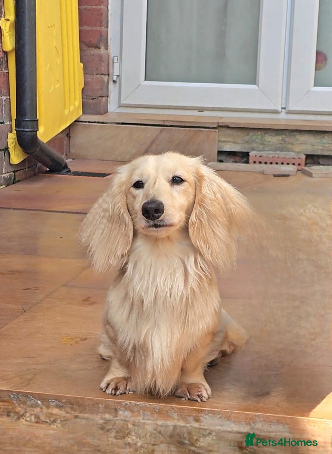 Miniature Dachshund dogs for stud: Cream Long-haired miniature Dachshund kc reg in Blackburn - Image 1
