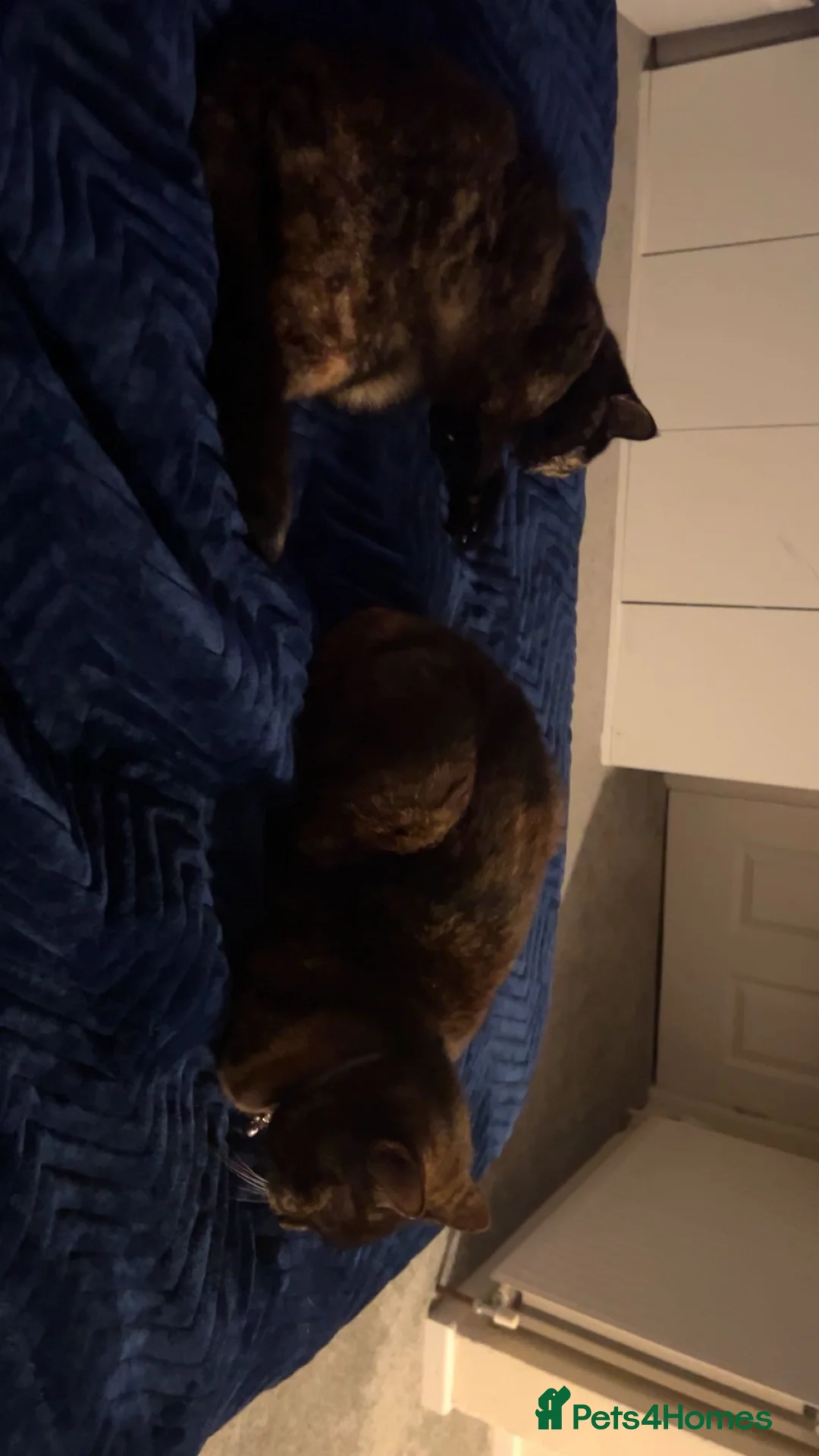 Mixed Breed cats for sale: 2 female Tortoiseshell cats - Advert 7