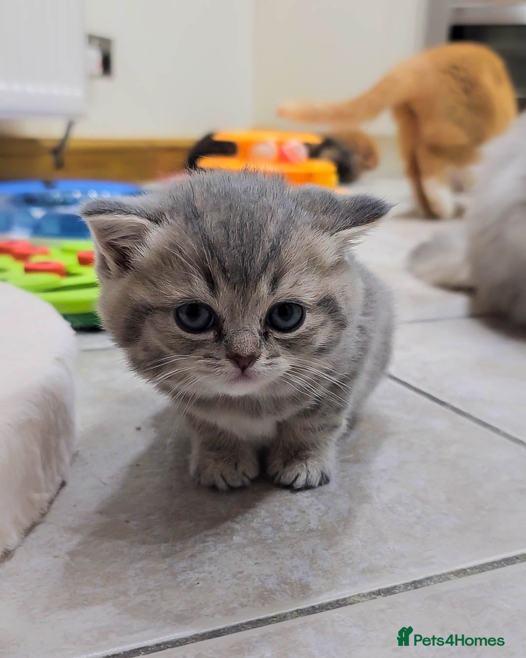 British Shorthair cats for sale: Adorable Kittens Ready For New Home - Advert 6