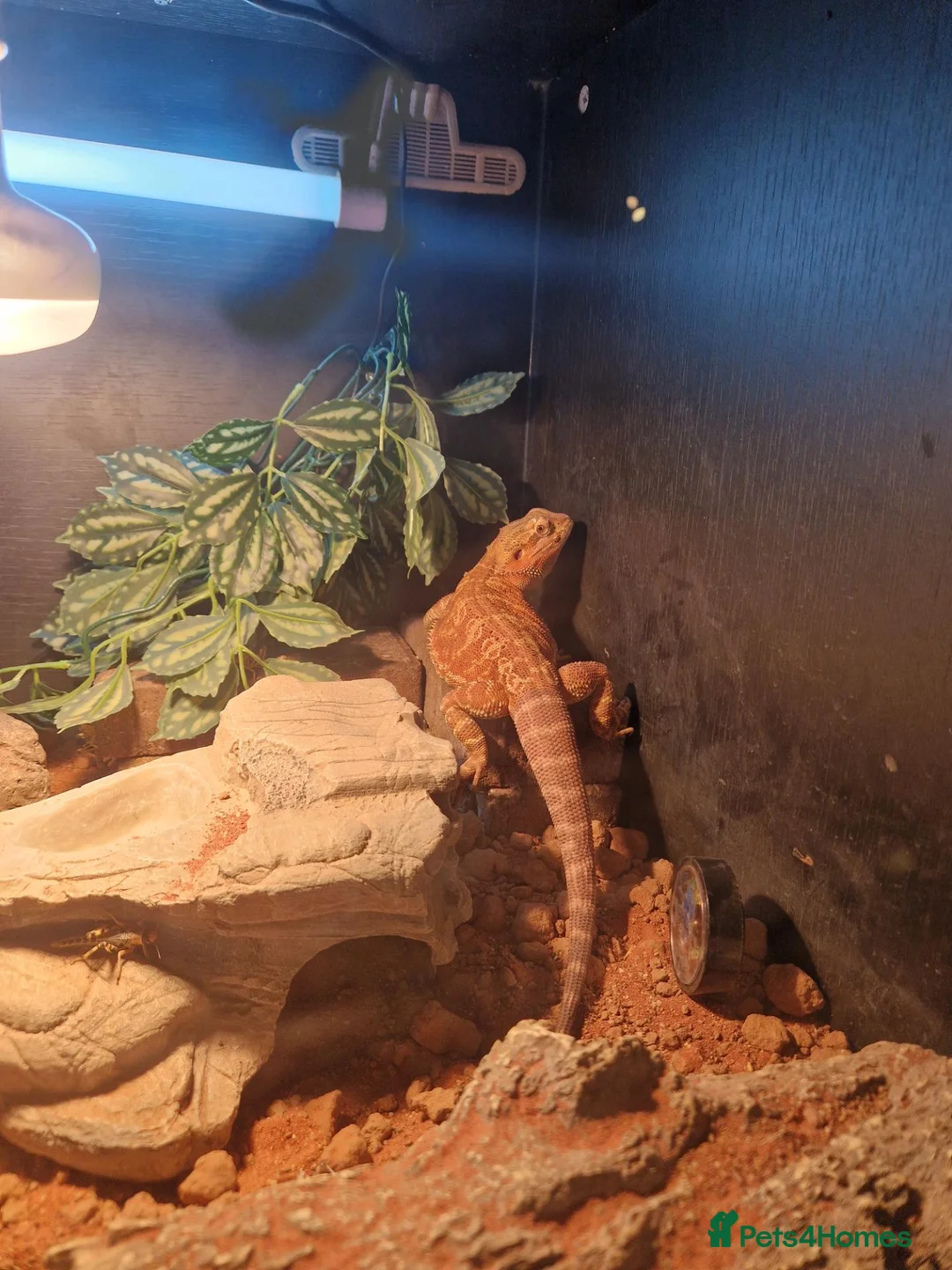 Bearded Dragon reptiles for sale: Female beardy in Farnborough - Advert 2
