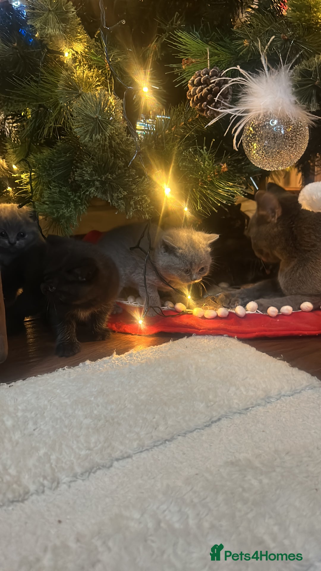 British Shorthair cats for sale: Only 1 girl left!! Pure British shorthair kittens  - Advert 18