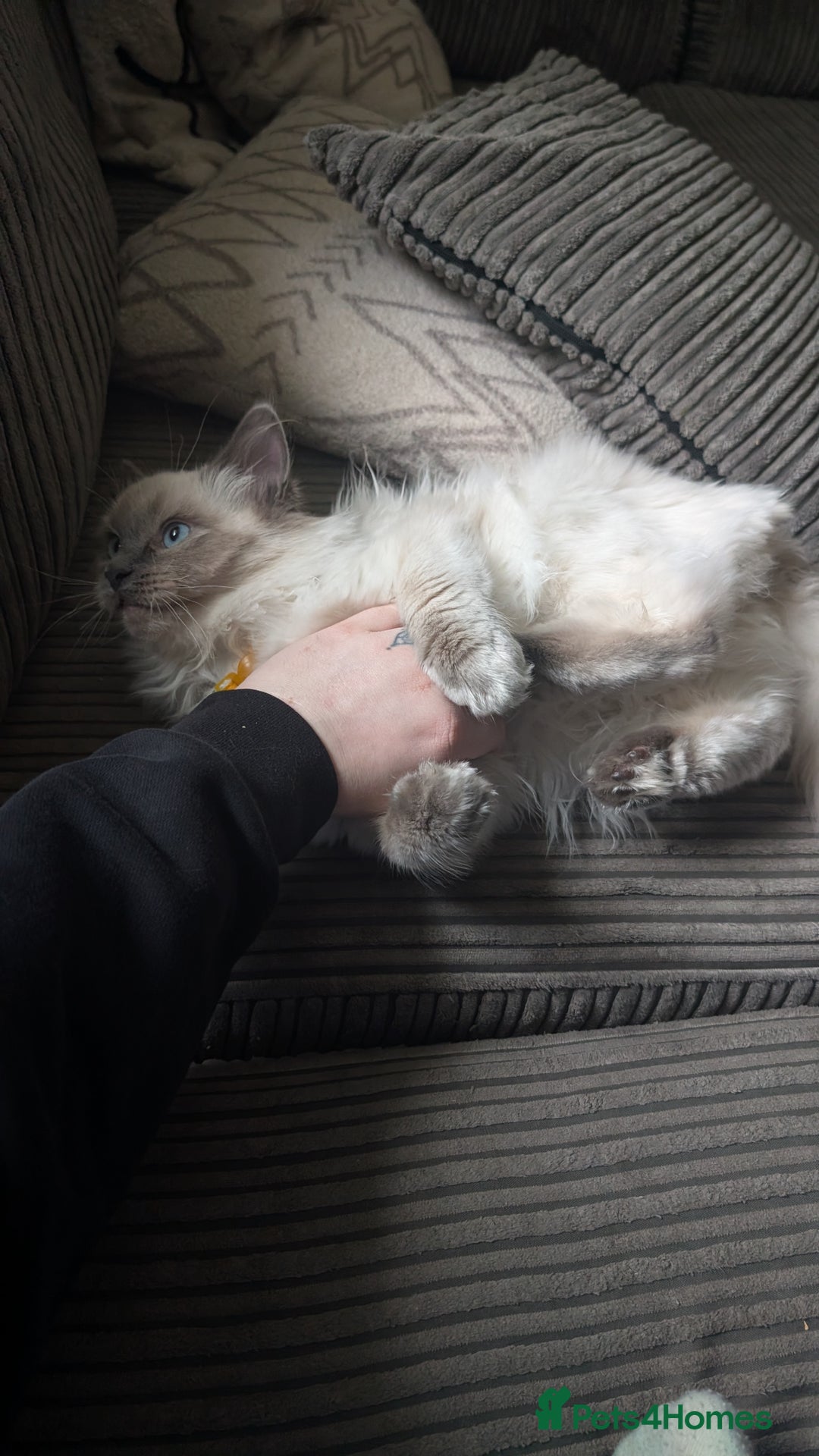 Ragdoll cats for sale: Female ragdoll  - Advert 2