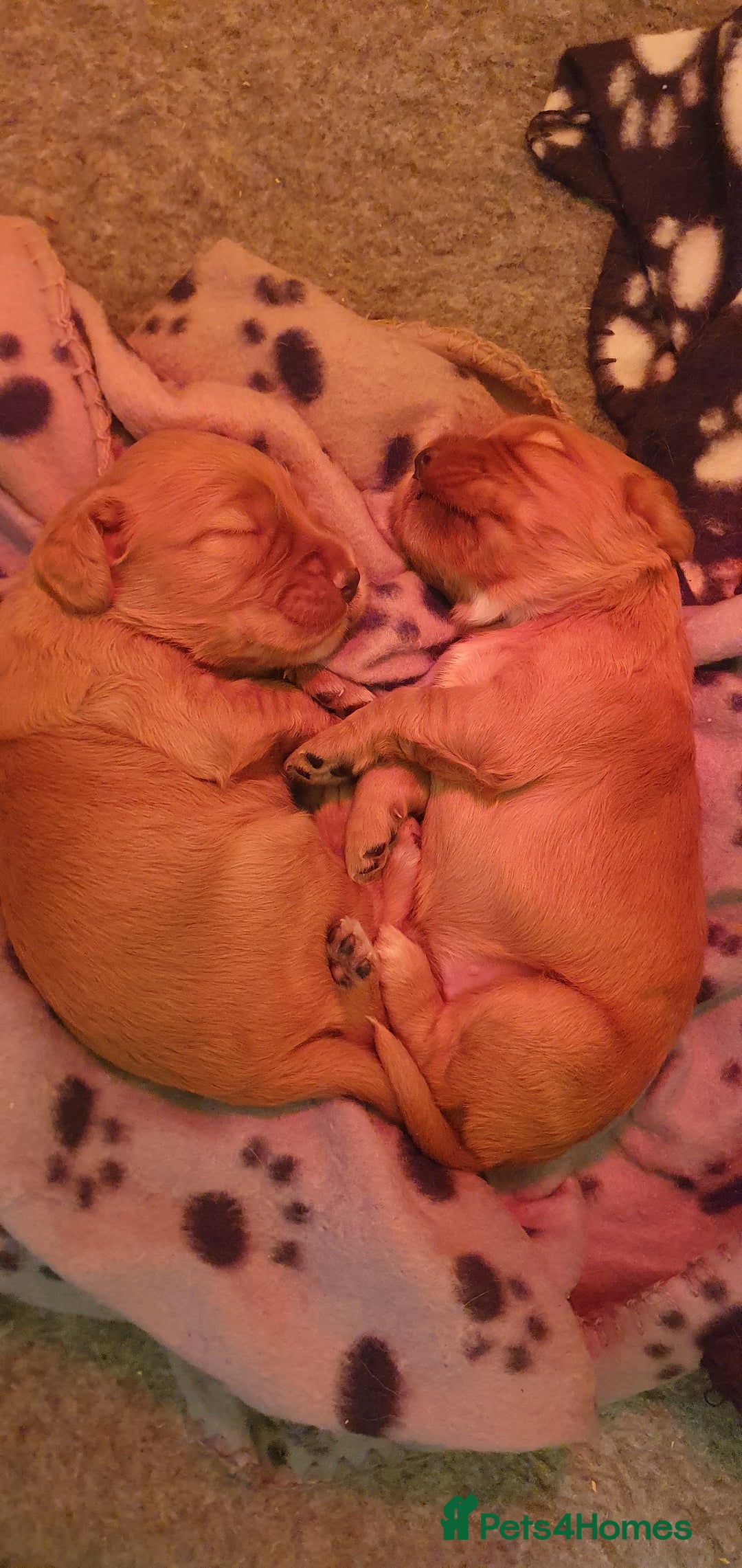 Cocker Spaniel dogs for sale: 4 Gorgeous Cocker Spaniel Puppies - Image 1
