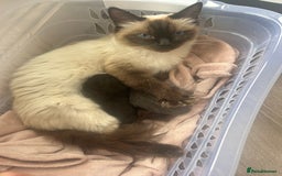 Ragdoll cats for sale: Cross ragdoll and british blue - Image 9
