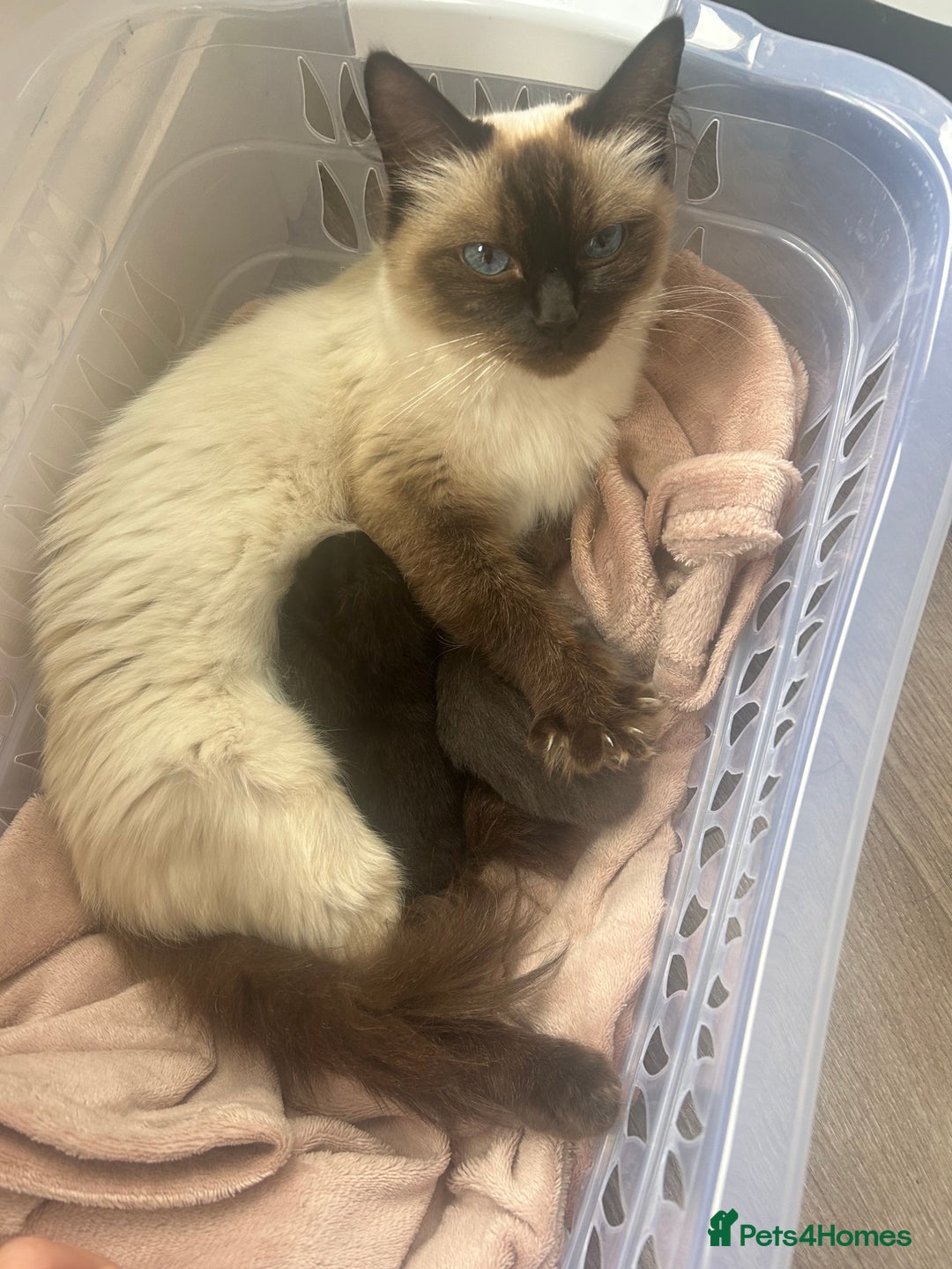 Ragdoll cats for sale: Cross ragdoll and british blue - Image 9